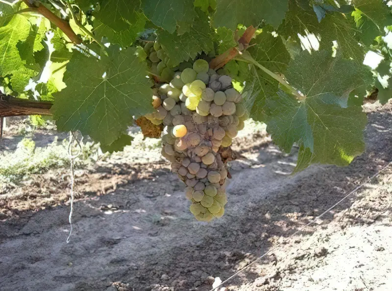Лікування винограду від гнилі на гронах – процес трудомісткий