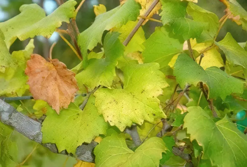 Листя винограду як натуральний джерело корисних речовин