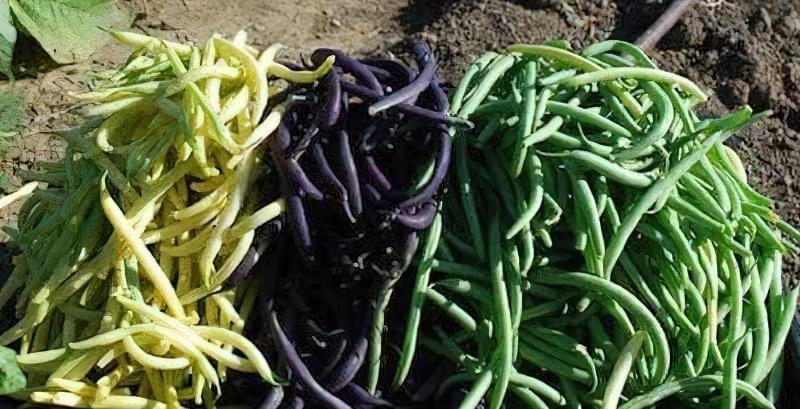 Стручкова квасоля – дуже корисний продукт бобовий