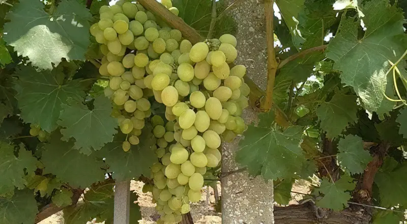 Збір винограду – відповідальний процес