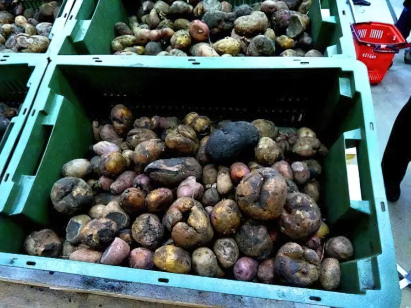Наслідки надлишку вологи у картоплі