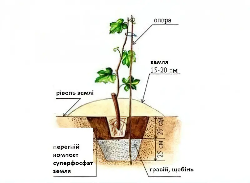 Схема посадки винограду