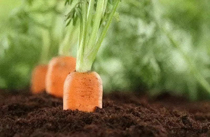 кращі сорти моркви