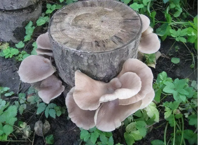Для вирощування грибів вибирайте затінене місце