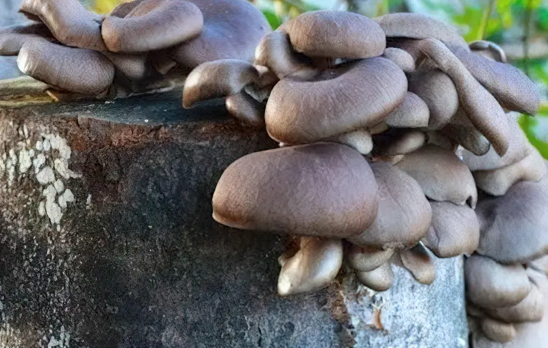 Існує кілька способів вирощування грибів на пеньках