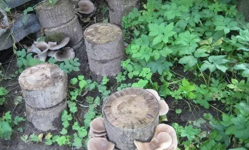 За сезон можна збирати грибочки кілька разів