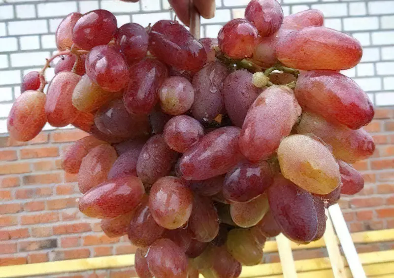 Популярний сорт винограду Юліан