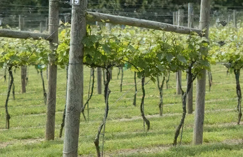 Дерев'яні шпалери для винограду надають природності ландшафту