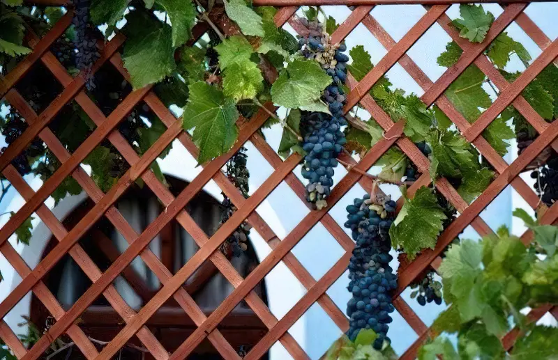 Кучерява виноградна лоза створює романтичну атмосферу