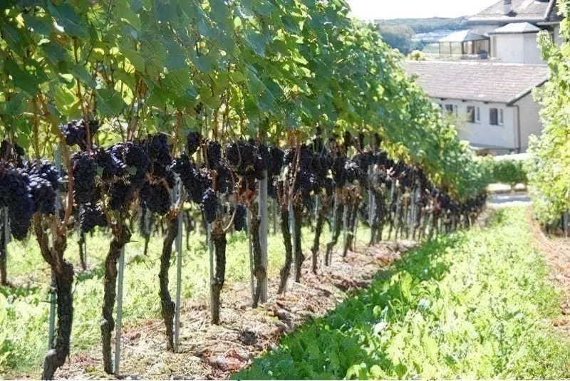 При вирощуванні винограду важлива опора або шпалера