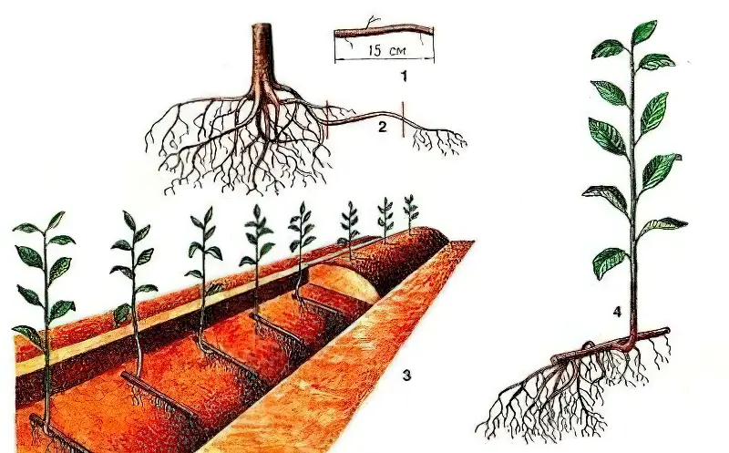 Розмноження вишні кореневими живцями