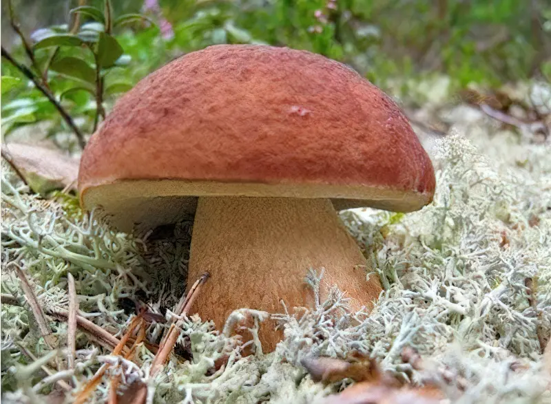На присадибній ділянці лісові дерева необхідні для грибів