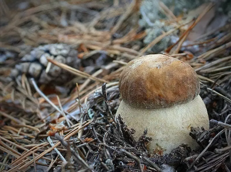 Білі гриби можна вирощувати самостійно