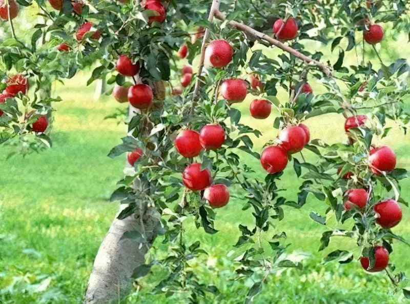 Плодоношення яблуні починається через 5 років з моменту посадки