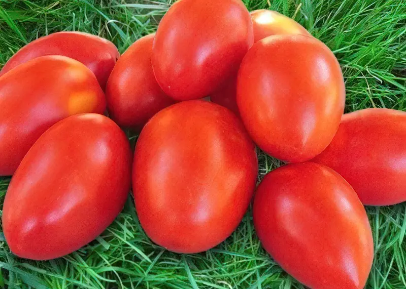 Фото помідорів сорту акварель