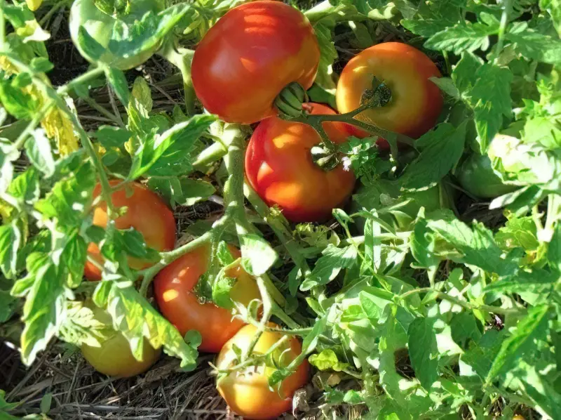 Фото томатів сорту Скороспілка