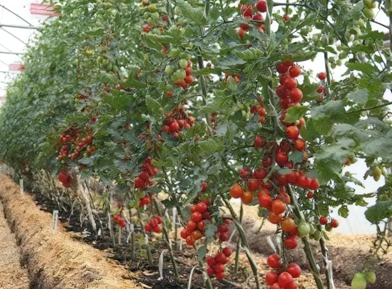 Індетермінантні томати у відкритому грунті