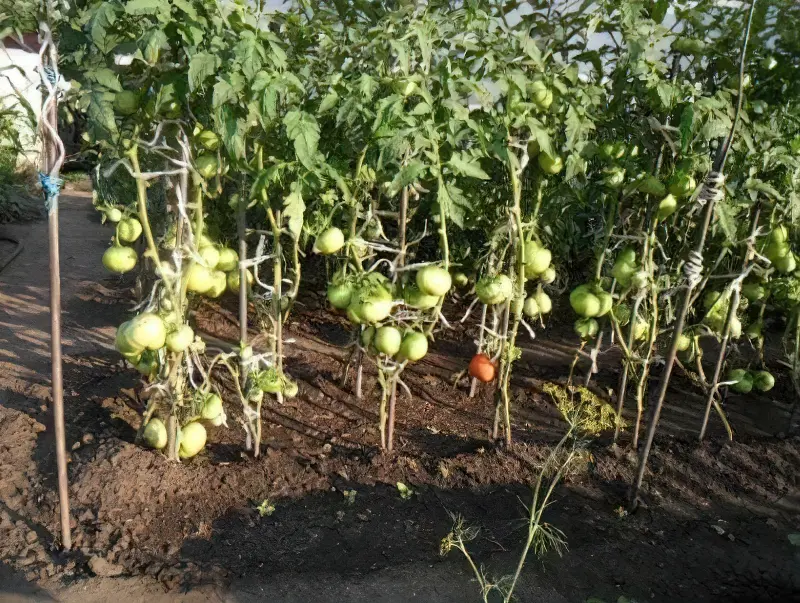 Вирощування томатів у відкритому грунті
