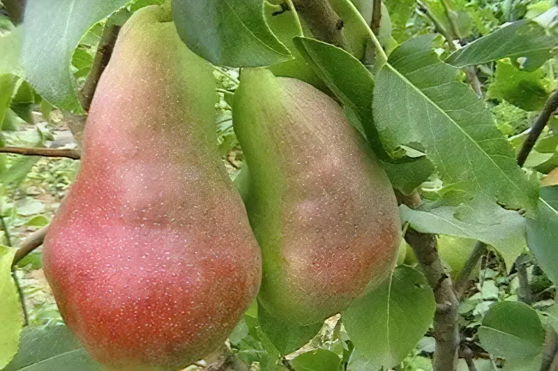 Плоди груші Перун в середньому важать 140-180 г