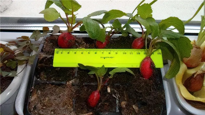 Редиска на балконі – відмінний спосіб виростити овоч