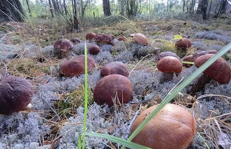 Вирощувати гриби можна за допомогою пересадки грибниці