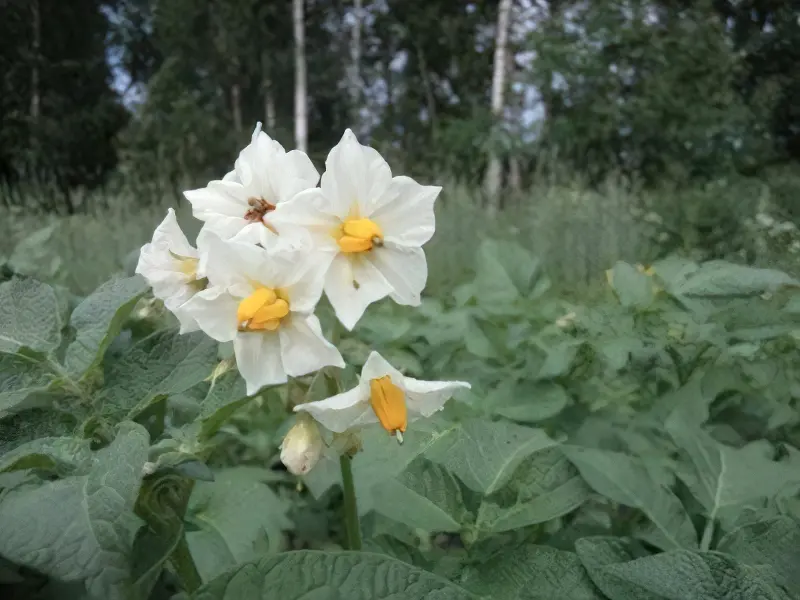Квітки картоплі на грядці