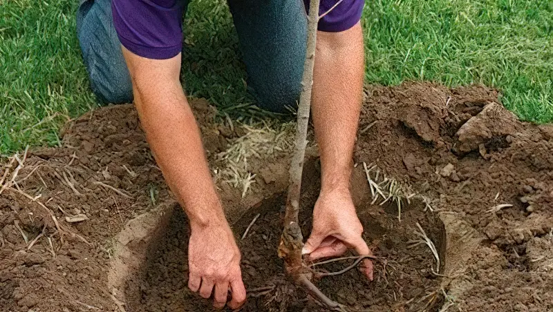 Посадка дерева в підготовлену яму