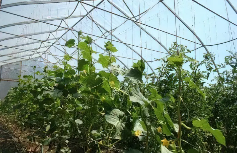 Огірки в теплиці вирощують на шпалерах