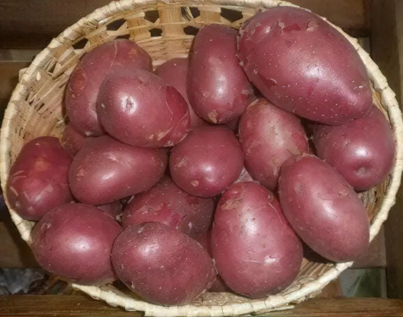 Червона картопля в кошику