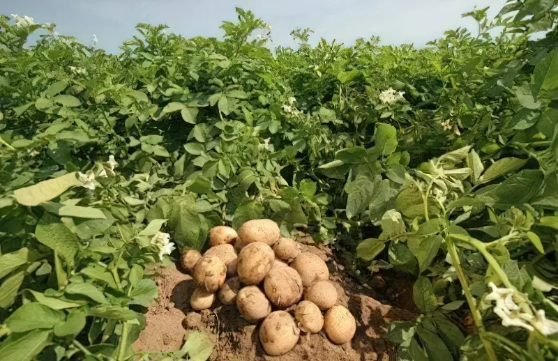 Урожай картоплі на полі