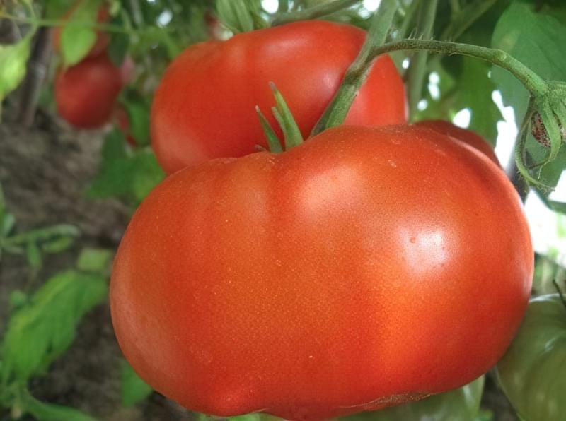 Сорт помідорів 