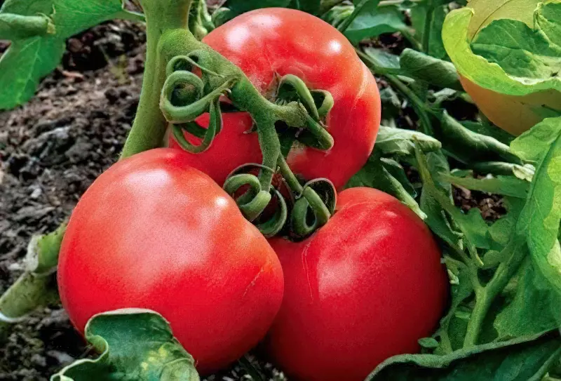 Сорти томатів стійкі до фітофтори