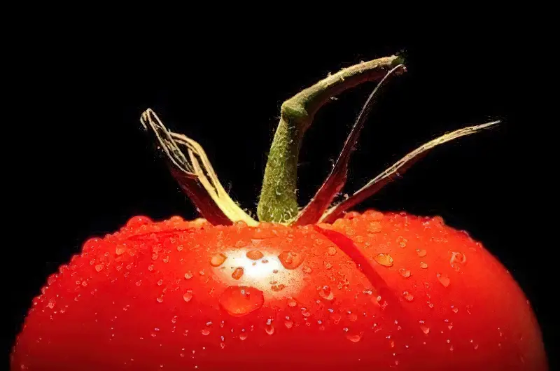На гідропоніці спостерігається висока врожайність та якість томатів