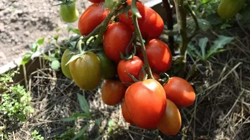 Сорт помідорів Гіпербола