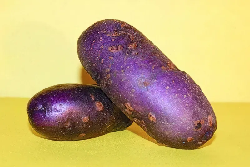 Картопля фіолетового кольору підходить для різних цілів