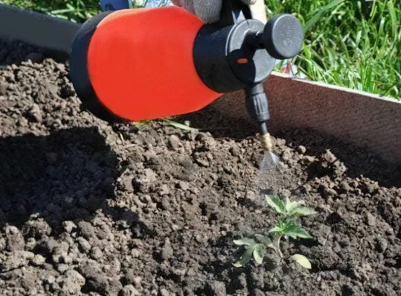 Перше підживлення розсади томатів