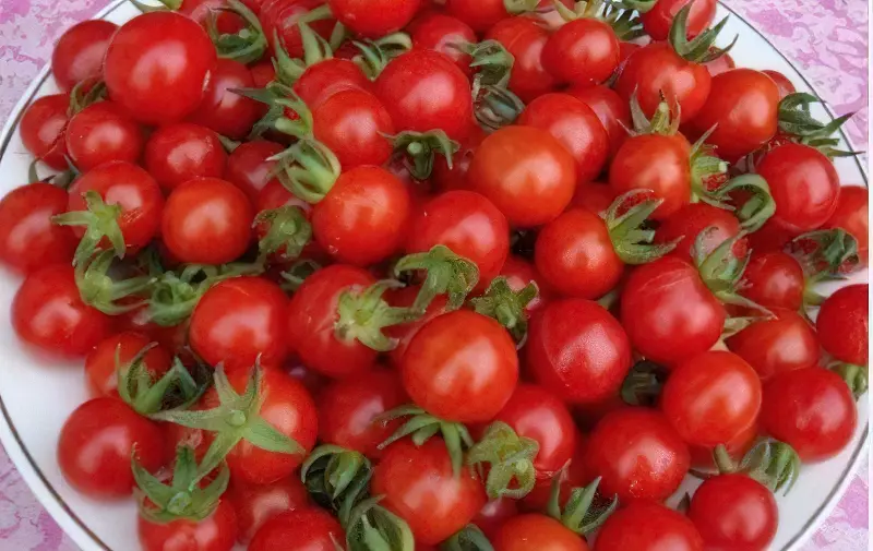 Плоди сорту Черрі, одні з найбільш маленьких томатів