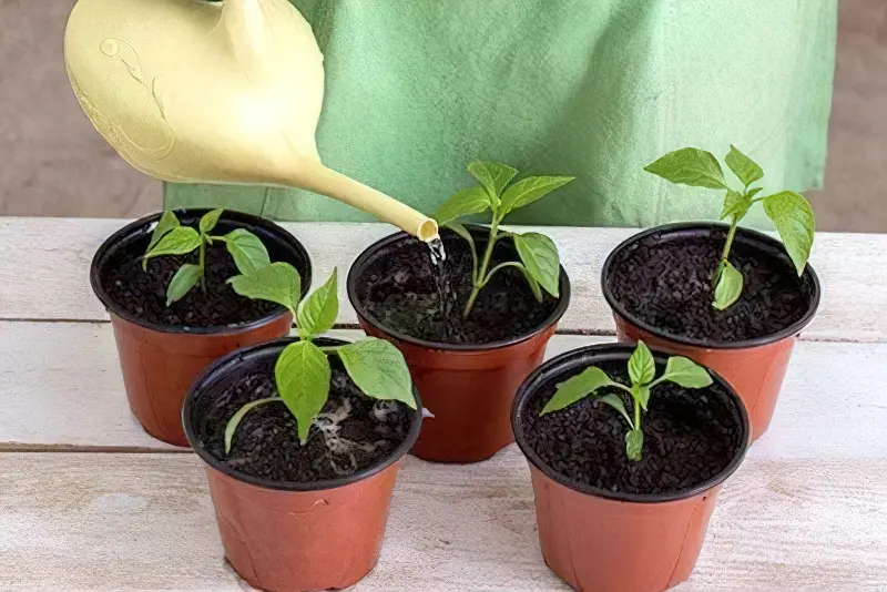 Вирощувати насіння перцю простіше в домашніх умовах