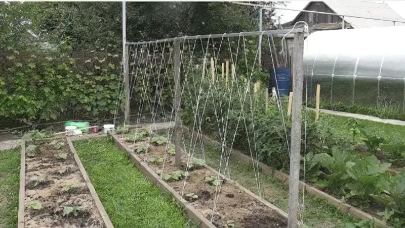 Шпалера для вирощування огірків