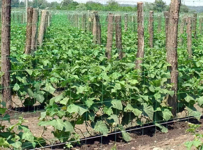 Методика вирощування огірків на шпалері