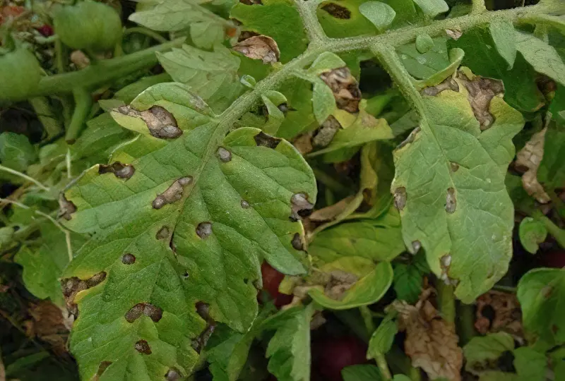 Бура плямистість на листках томатів