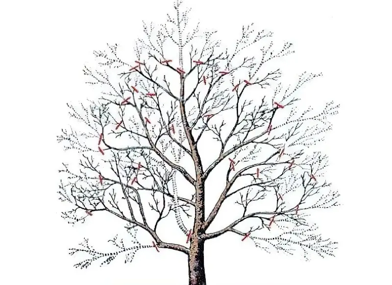 Схема обрізки плодового дерева