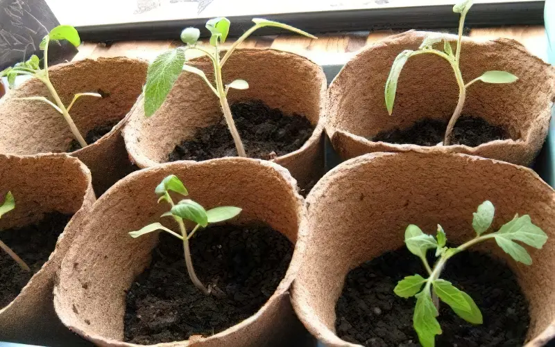 Розсада томатів прекрасно росте у пухкій живильної землі