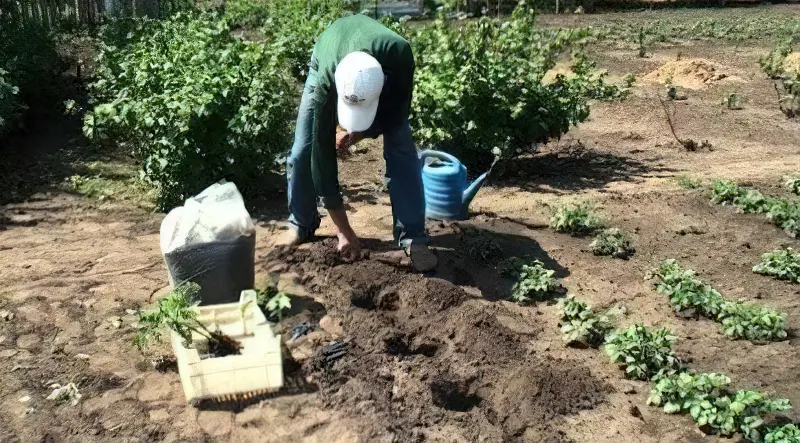 Висаджувати розсаду томатів у відкритий грунт у травні рекомендують