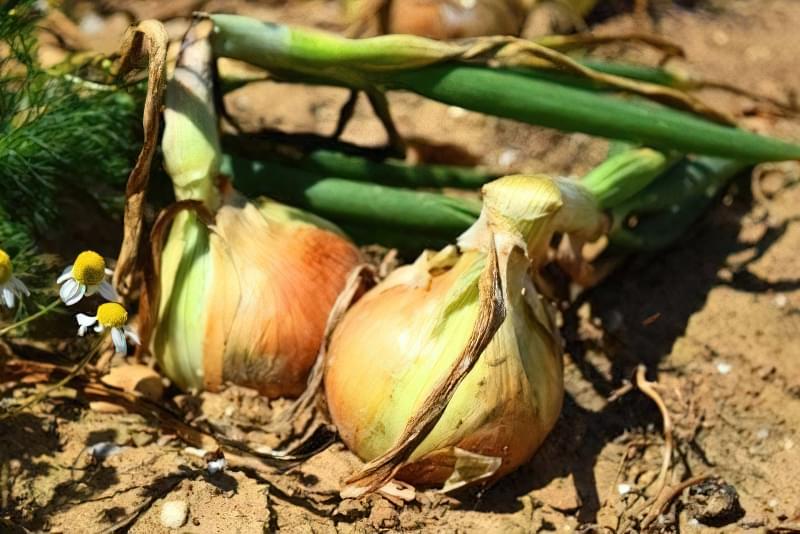 Перевірка та відбір якісних цибулин