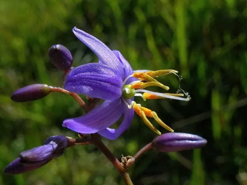 Діанелла блакитна (Dianella caerulea)