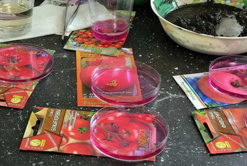 Обробка насіння помідорів різних сортів розчином марганцівки