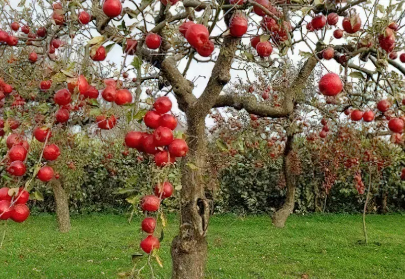 Восени краще прибирати старі гілки у дорослих яблунь