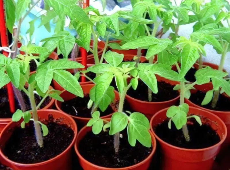 Як виглядають здорові томати, з якими використовувалися стимулятори росту