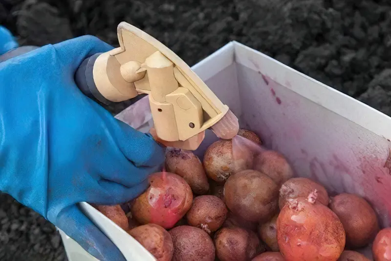 Обробка бульб картоплі перед посадкою